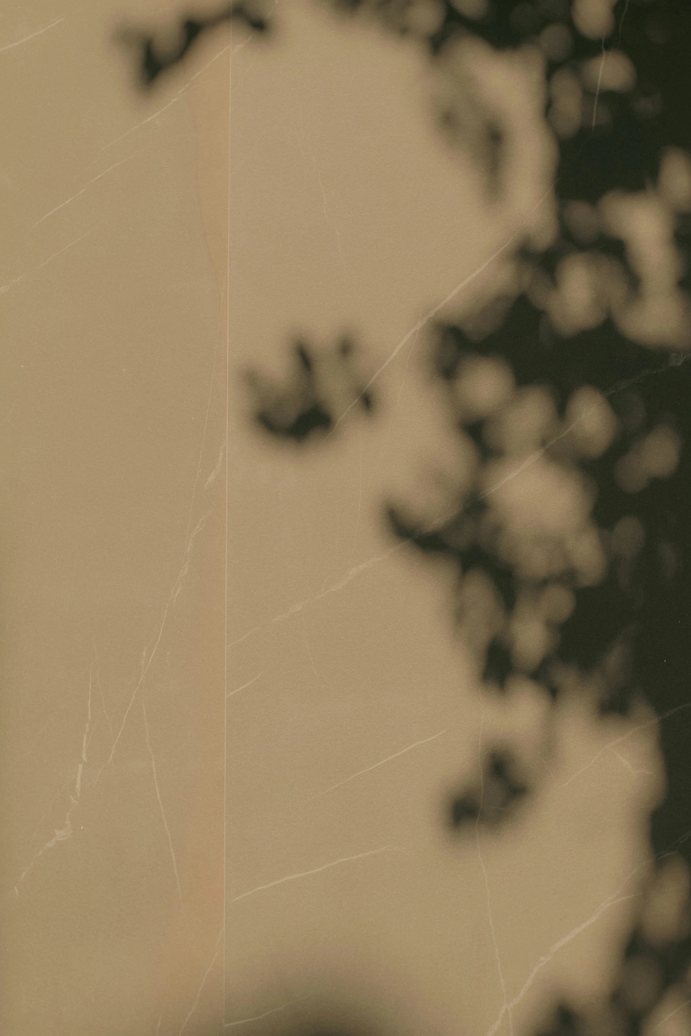 CLARI³ - Coaching - Eine strukturierte, beige Wandfläche, auf die abstrakte Schatten von Baumblättern fallen.